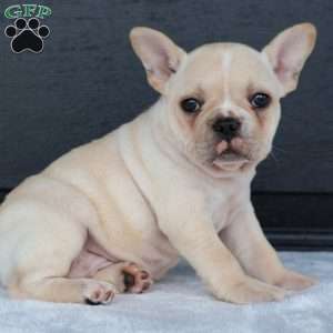 Reeba, French Bulldog Puppy
