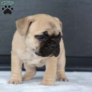 Ronda, French Bulldog Puppy