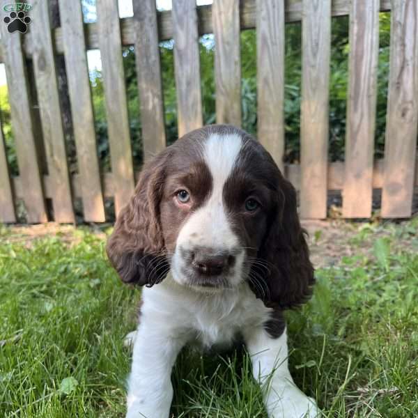 Raisin, English Springer Spaniel Puppy