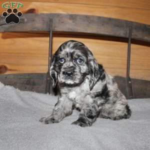 Arlo, Cocker Spaniel Puppy