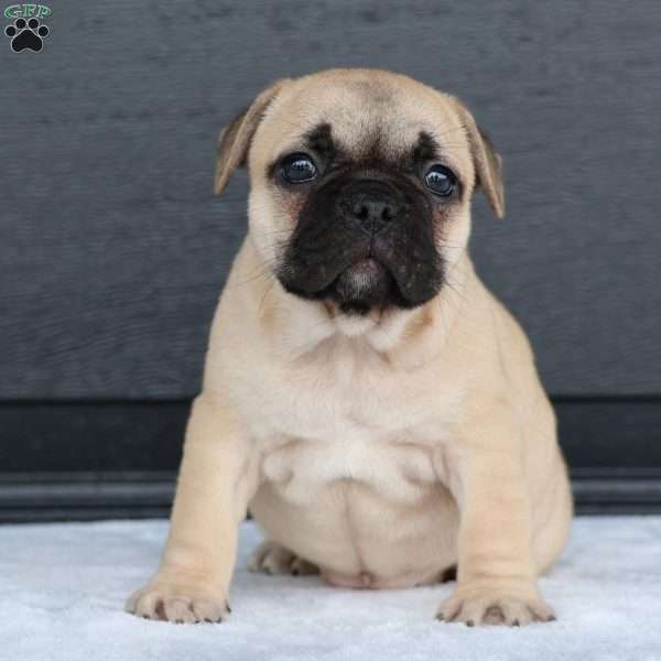 Ronda, French Bulldog Puppy