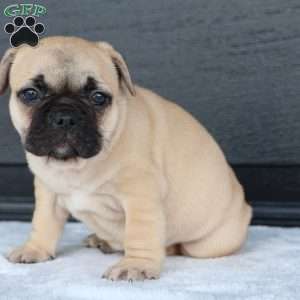 Ronda, French Bulldog Puppy