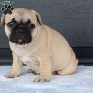 Ronda, French Bulldog Puppy