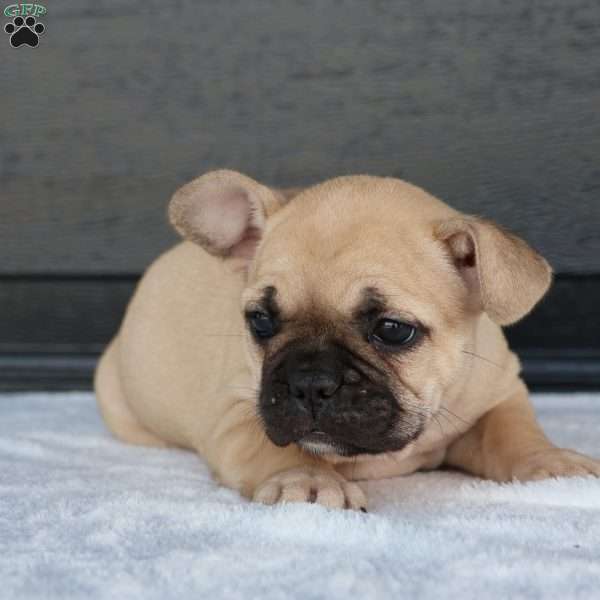 Rhoda, French Bulldog Puppy
