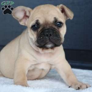 Rhoda, French Bulldog Puppy