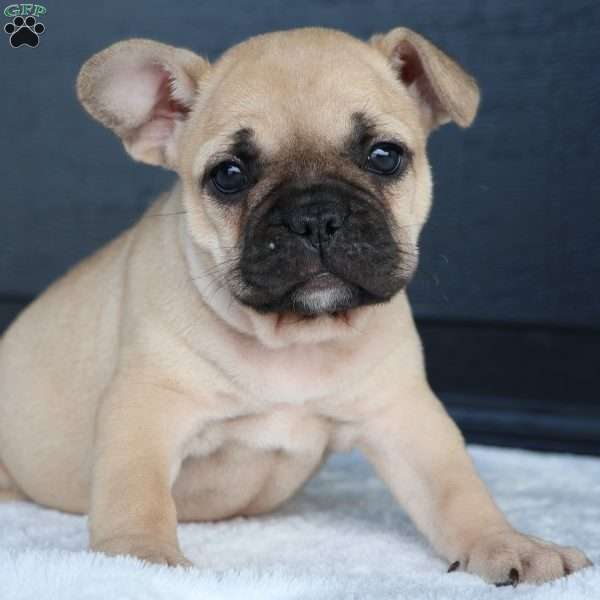 Rhoda, French Bulldog Puppy