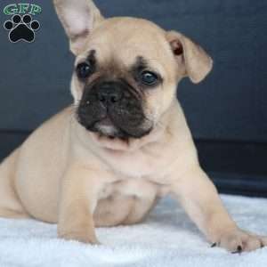 Rhoda, French Bulldog Puppy