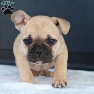 Rhoda, French Bulldog Puppy