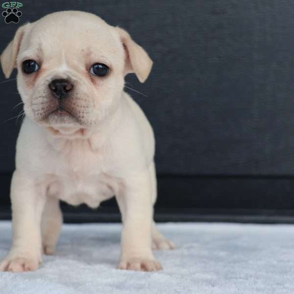 Roxy, French Bulldog Puppy