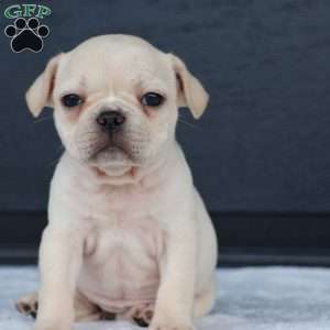 Roxy, French Bulldog Puppy