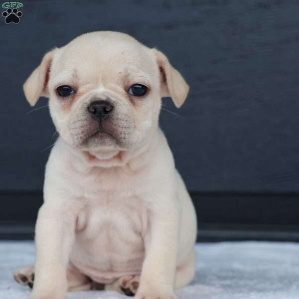 Roxy, French Bulldog Puppy
