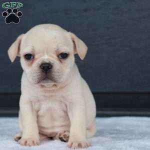 Roxy, French Bulldog Puppy