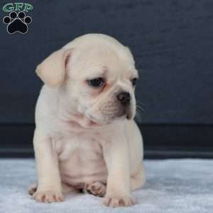 Roxy, French Bulldog Puppy