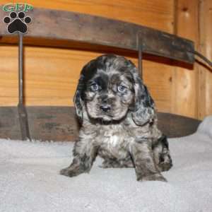 Ariel, Cocker Spaniel Puppy