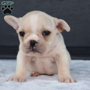 Rose, French Bulldog Puppy