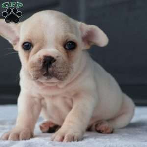 Rose, French Bulldog Puppy