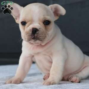 Rose, French Bulldog Puppy