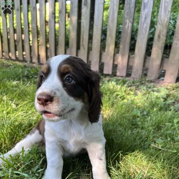 Sugar, English Springer Spaniel Puppy