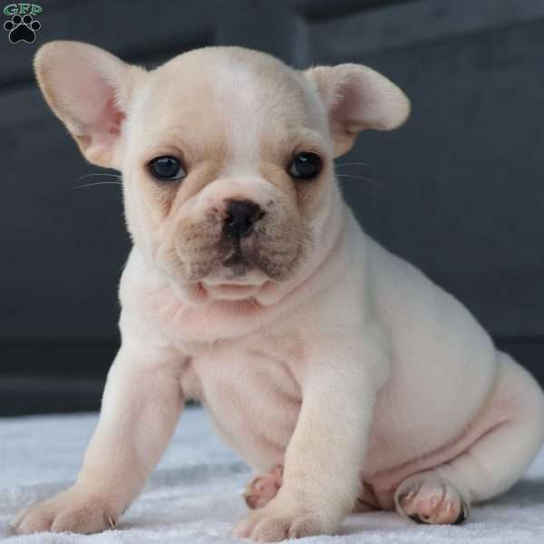 Rose, French Bulldog Puppy