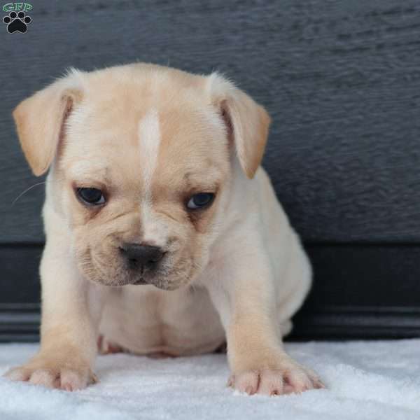 Ralph, French Bulldog Puppy