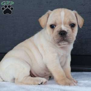 Ralph, French Bulldog Puppy
