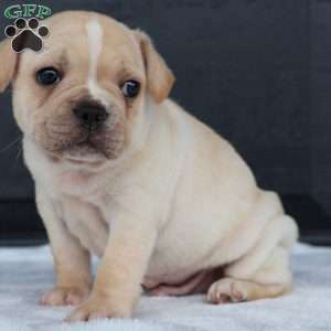 Ralph, French Bulldog Puppy