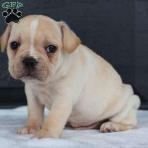 Ralph, French Bulldog Puppy