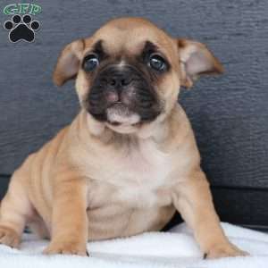 Ranger, French Bulldog Puppy