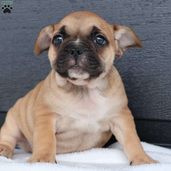 Ranger, French Bulldog Puppy