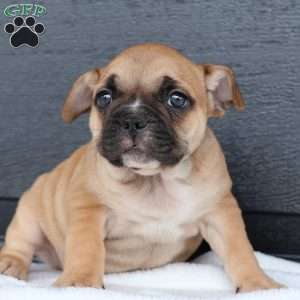Ranger, French Bulldog Puppy