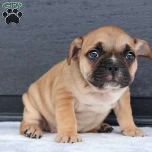 Ranger, French Bulldog Puppy