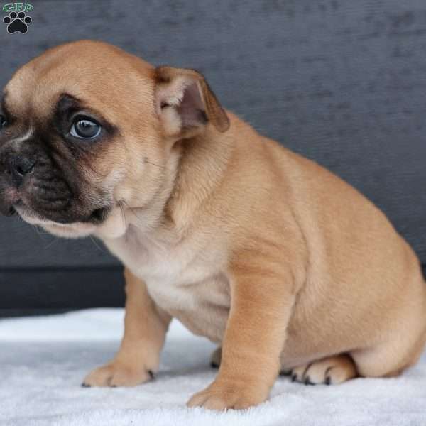 Ranger, French Bulldog Puppy