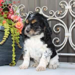 Annie, Cocker Spaniel Puppy