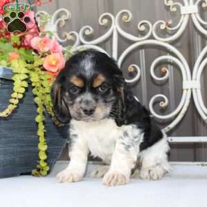 Annie, Cocker Spaniel Puppy