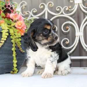Annie, Cocker Spaniel Puppy