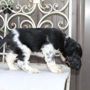Annie, Cocker Spaniel Puppy
