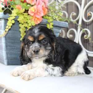 Annie, Cocker Spaniel Puppy