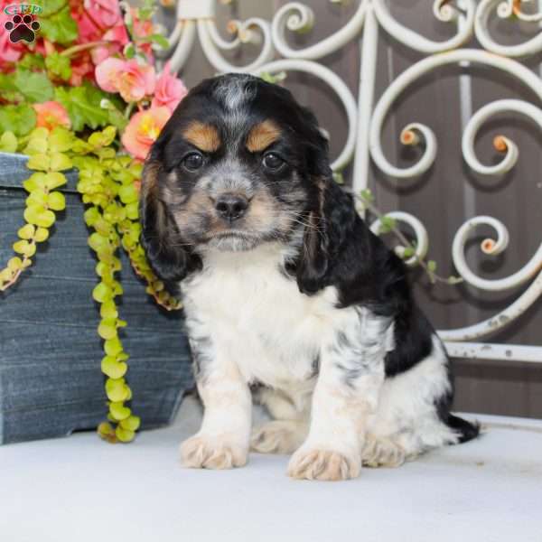 Annie, Cocker Spaniel Puppy