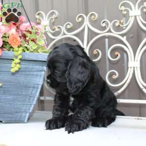 Ashley, Cocker Spaniel Puppy