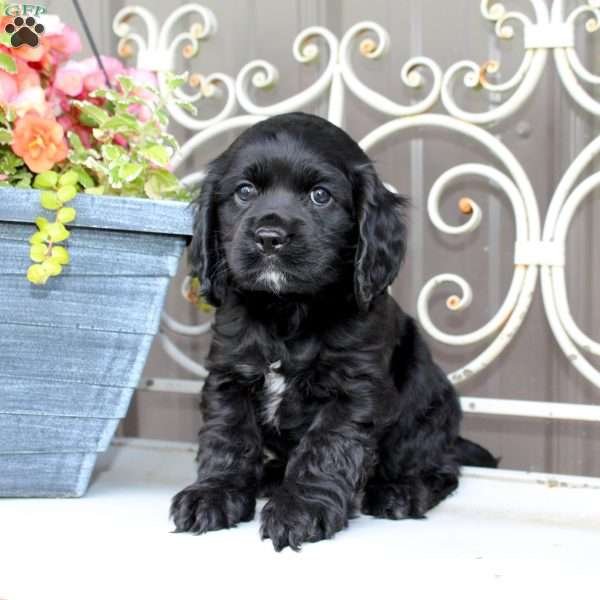 Ashley, Cocker Spaniel Puppy