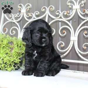 Ashley, Cocker Spaniel Puppy