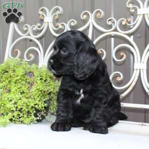 Ashley, Cocker Spaniel Puppy