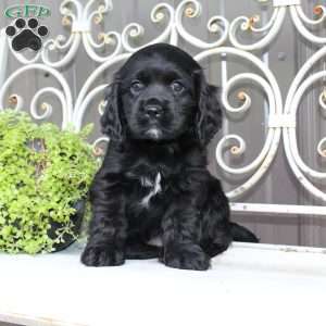 Ashley, Cocker Spaniel Puppy