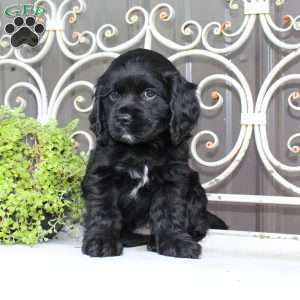 Ashley, Cocker Spaniel Puppy