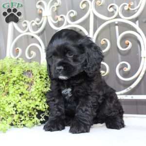 Andy, Cocker Spaniel Puppy