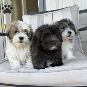 Toby, Lhasa Apso Mix Puppy