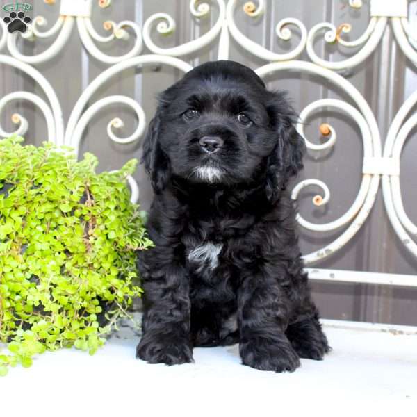 Andy, Cocker Spaniel Puppy