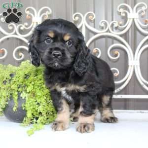 Atlas, Cocker Spaniel Puppy