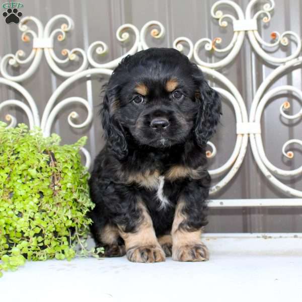 Atlas, Cocker Spaniel Puppy