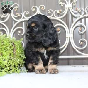 Atlas, Cocker Spaniel Puppy